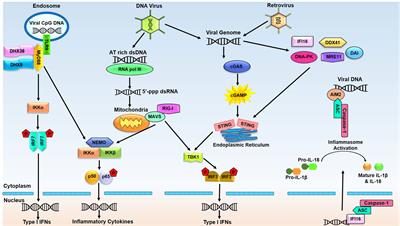 Molecular and Structural Basis of DNA Sensors in Antiviral Innate Immunity